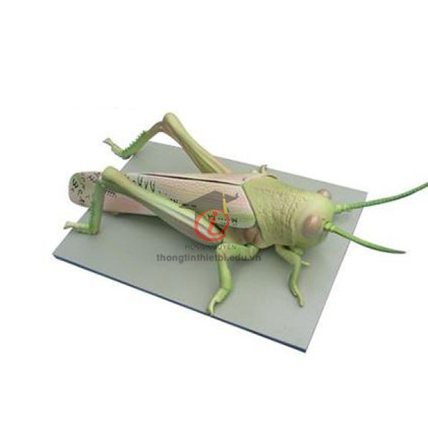 Mô hình Châu chấu (CSSH2072)